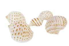 Pz 5 Conchiglie Ctok 6/8 Cm Naturale Bomboniere Linea Mare