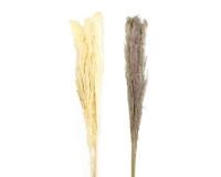 Pampas Colorata H.140/160 Pz 3 Decorazione Fioristi
