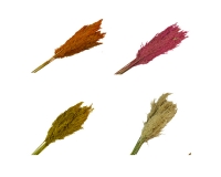 Pampas Cm 75 pz 10 Decorazione Fiori Secchi Stabilizzati