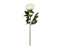 Peonia C/bocciolo New