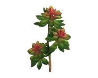 Pianta Echeveria Succulent D 13 Cm 36 Composizione Floreale