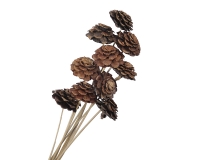 Pigna Fiore Gambo Pz 10 Naturale Essiccato Decorazioni Addobbi Autunno