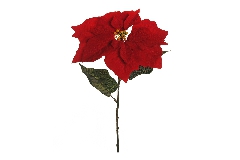 Stella Natale Singola Rossa