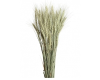 Granetto Mazzo Stabilizzato Essiccato Naturale 150 Gr