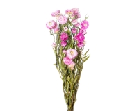 Helichrisum Naturale Stabilizzato Rosa Antico Composizione Floreale