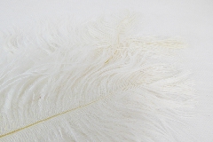 Pz 14 Piume Marabu Naturale Bianca Cm 22