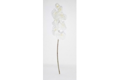 Phalenoopsis Bianca Ghiacciata