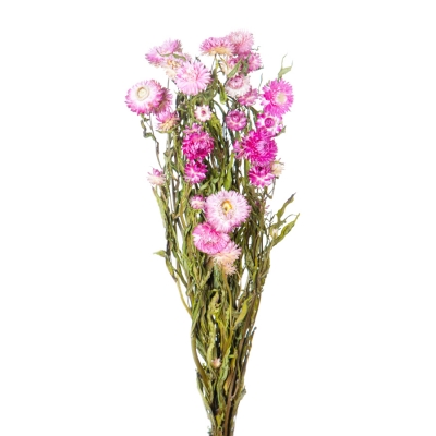 Helichrisum Naturale Stabilizzato Rosa Antico Composizione Floreale