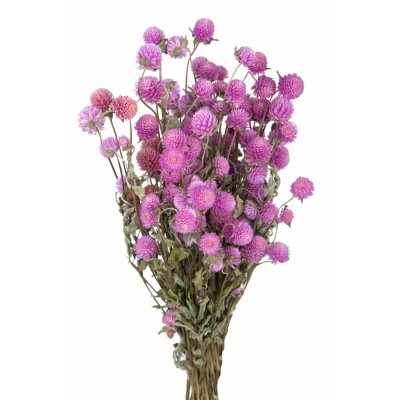 Gomphrena Globosa Naturale Stabilizzata Viola Composizione Floreale
